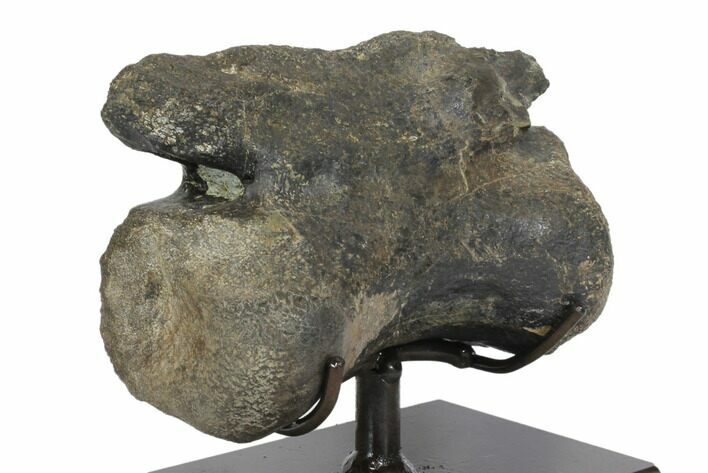 Tyrannosaur (Daspletosaurus?) Caudal Vertebra - Montana #145167